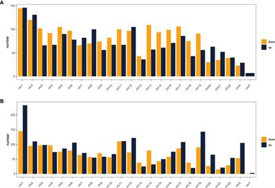 Identification and Verification of Immune Subtype-Related lncRNAs in Clear Cell Renal Cell Carcinoma